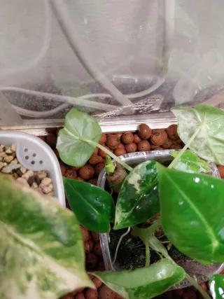 Alocasia Frydek Variegata