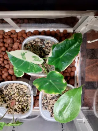 Alocasia Frydek Variegata