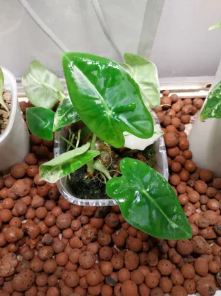 Alocasia Frydek Variegata