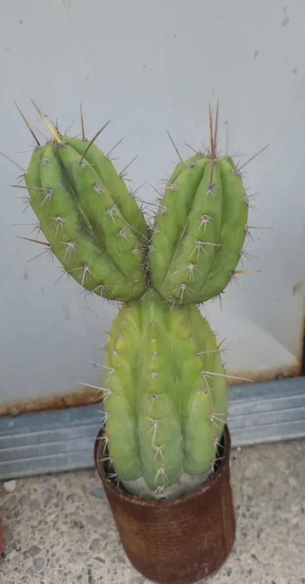 Cactus columnar en maceta