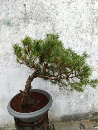 Prebonsai Pino Silvestre (Pinus Sylvestris)