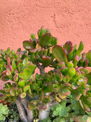 Planta Aeonium arboreum