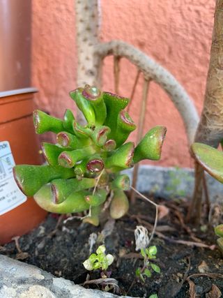 Planta Aeonium arboreum
