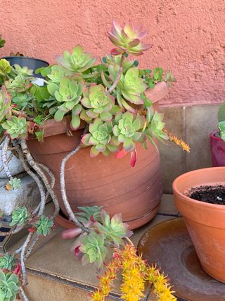 Planta Aeonium arboreum