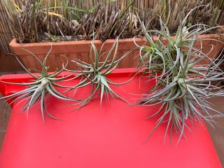 Planta Aeonium arboreum
