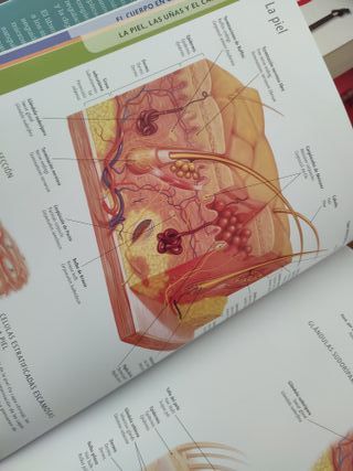 EL CUERPO HUMANO (Manual de Identificaci¢n)