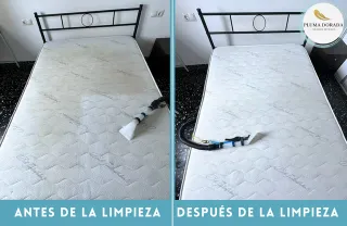 Limpieza Profesional de Sofás y Tapicerías