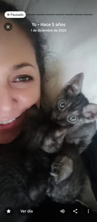 Cuidado de Gatos