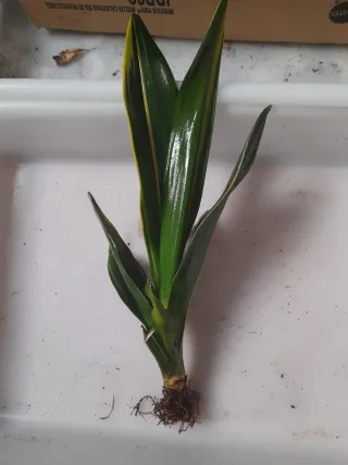 Esquejes de sansevieria trifastiata laurentii