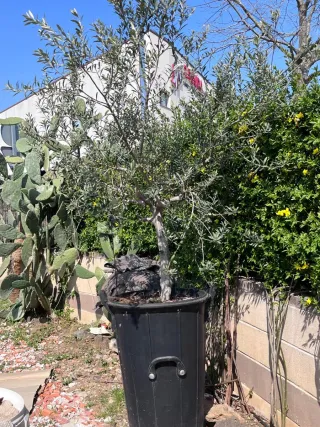 Árbol de Olivo en Maceta