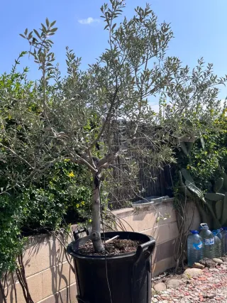 Árbol de Olivo en Maceta