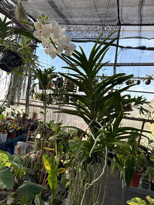 Orquídea Vanda XL blanca en flor (3 keikis)