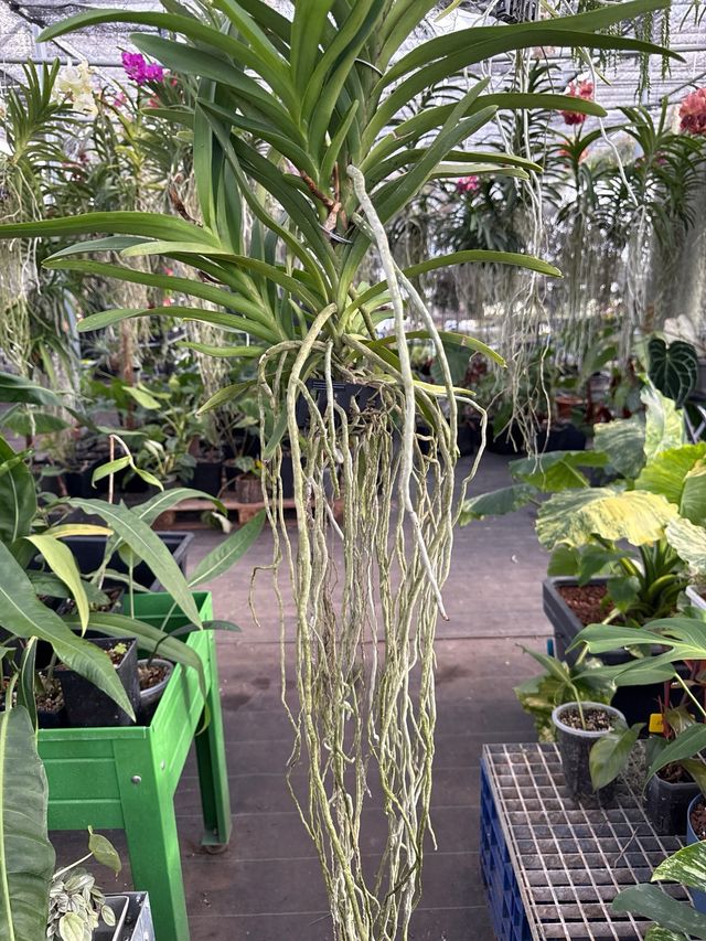 Orquídea Vanda XL blanca en flor (3 keikis)