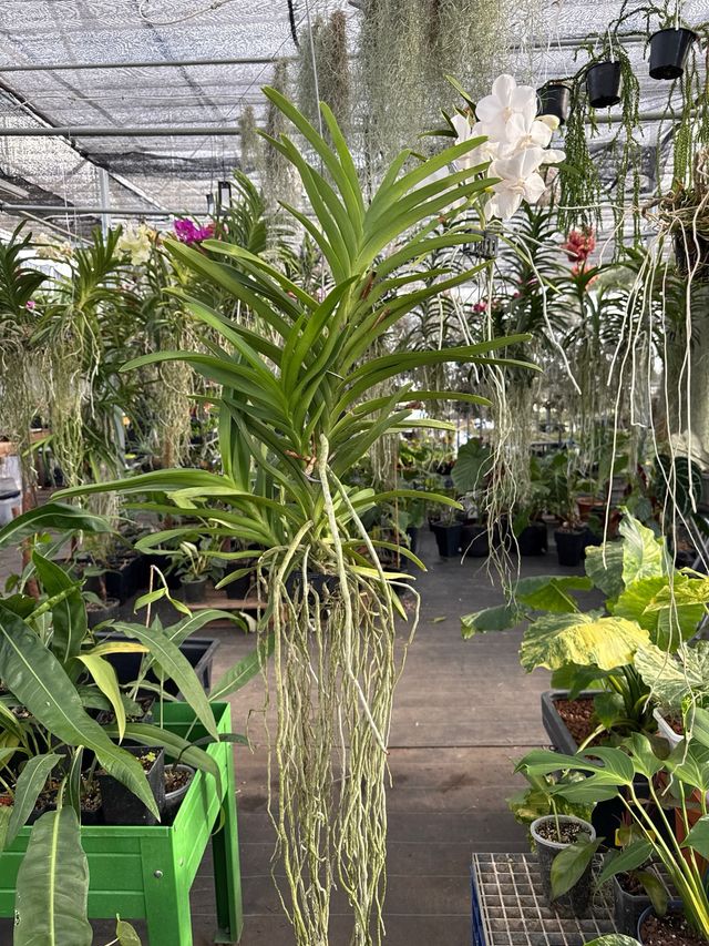 Orquídea Vanda XL blanca en flor (3 keikis)