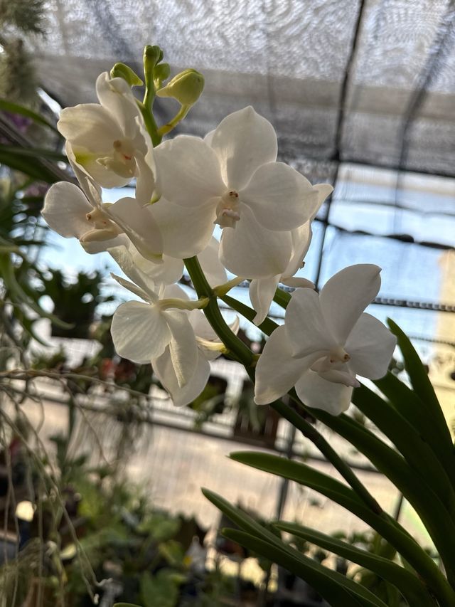 Orquídea Vanda XL blanca en flor (3 keikis)