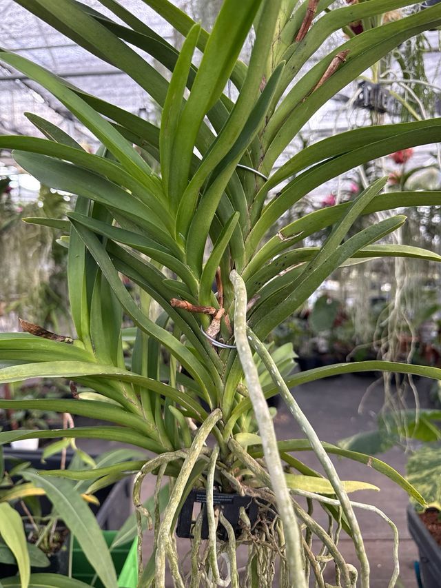 Orquídea Vanda XL blanca en flor (3 keikis)