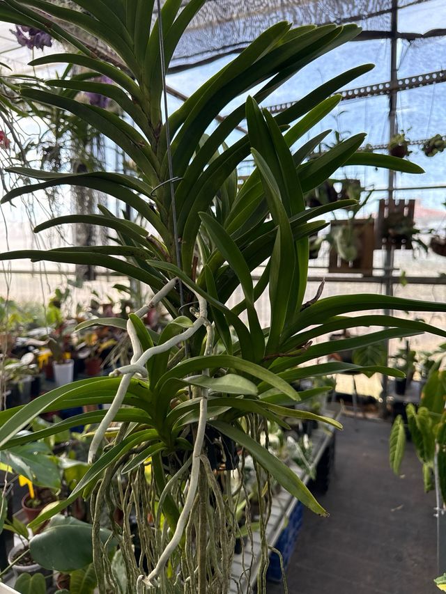 Orquídea Vanda XL blanca en flor (3 keikis)