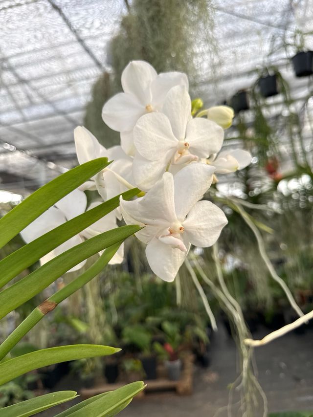 Orquídea Vanda XL blanca en flor (3 keikis)