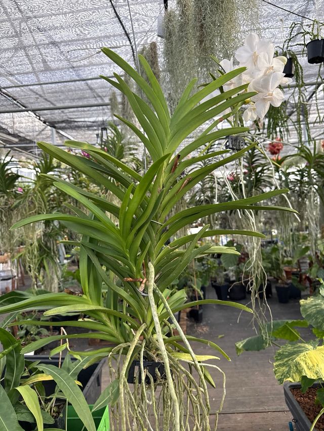Orquídea Vanda XL blanca en flor (3 keikis)
