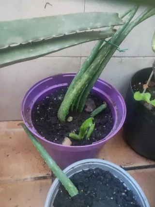 Planta Aloe vera en maceta