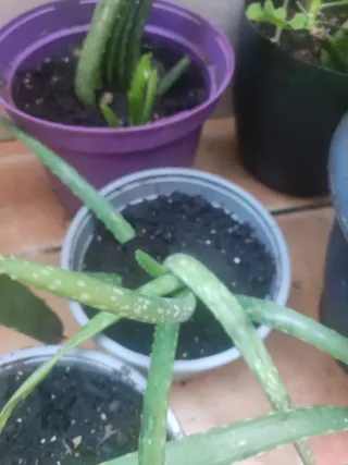 Planta Aloe vera en maceta