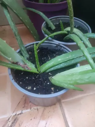 Planta Aloe vera en maceta
