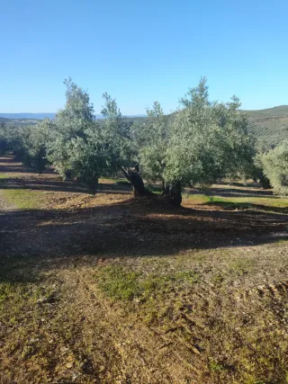 Finca de olivar