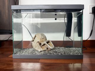 Acuario 20L completo con decoración