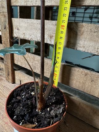 Alocasia Nobolis planta