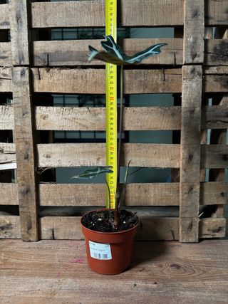 Alocasia Nobolis planta