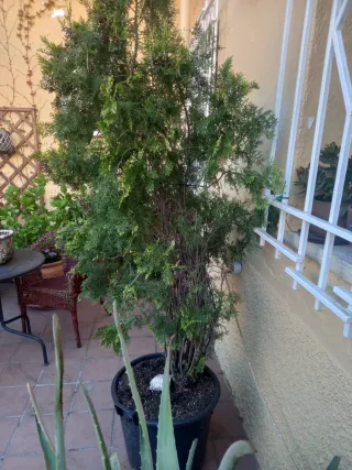 Planta Tuya Perenne en Maceta Plástico