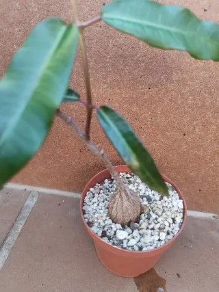 Planta Suculenta Caducifolia