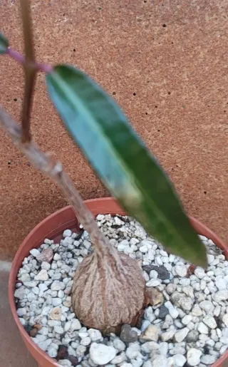 Planta Suculenta Caducifolia