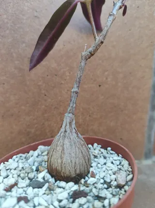 Planta Suculenta Caducifolia