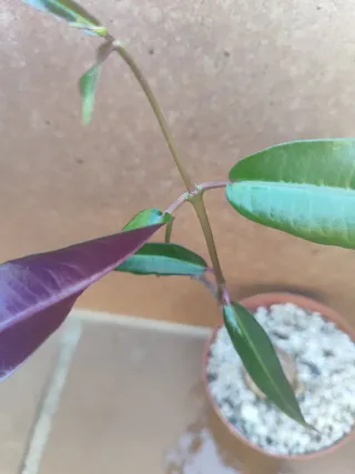 Planta Suculenta Caducifolia