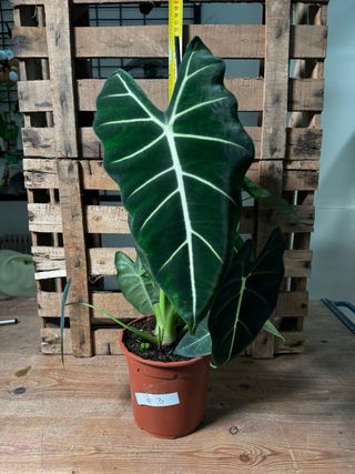 Alocasia Frydek planta