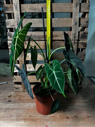 Alocasia Frydek planta