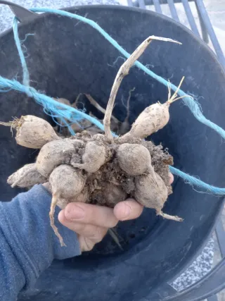 Bulbos de Dalia Sylvia - Flores de Verano.