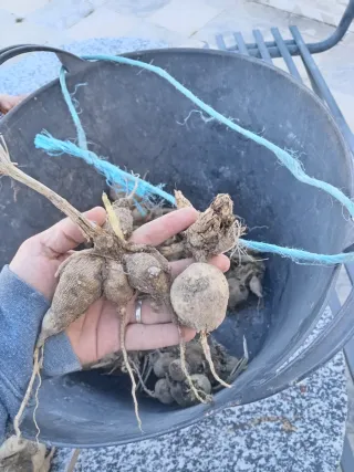 Bulbos de Dalia Sylvia - Flores de Verano.