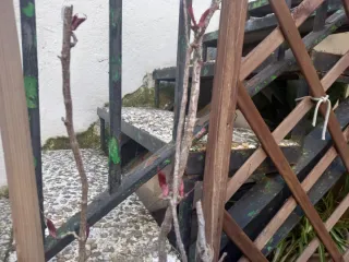 Planta trepadora en maceta de barro