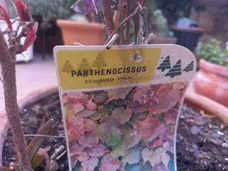 Planta trepadora en maceta de barro