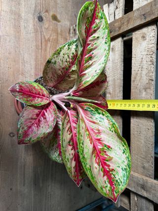 Aglaonema Festival Planta