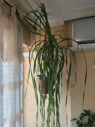 Palmera colgante interior