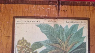 Quadro su tavola Botanica di legno Fiore Antico