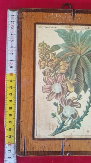 Quadro su tavola Botanica di legno Fiore Antico