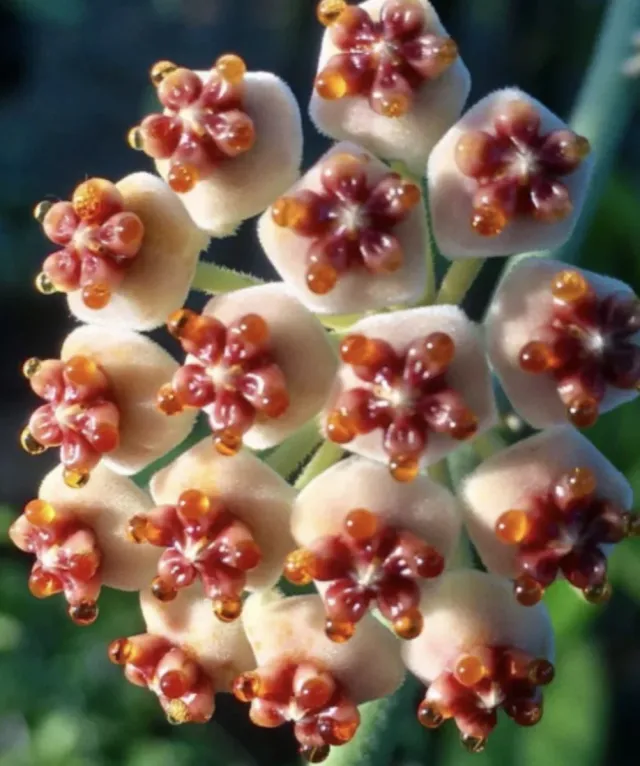 Hoya Kerrii Corazón