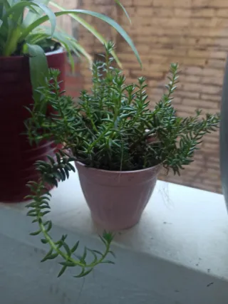 Maceta con planta Sedum