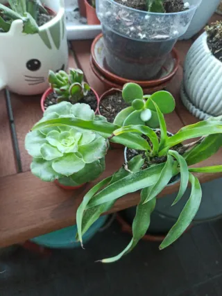 Pack 4 plantas suculentas