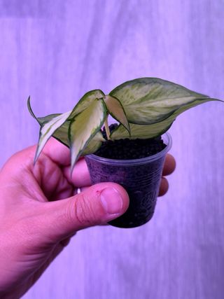 Hoya polyneura inner variegata