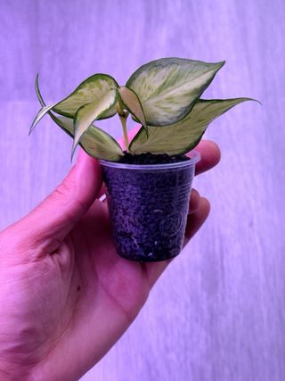 Hoya polyneura inner variegata